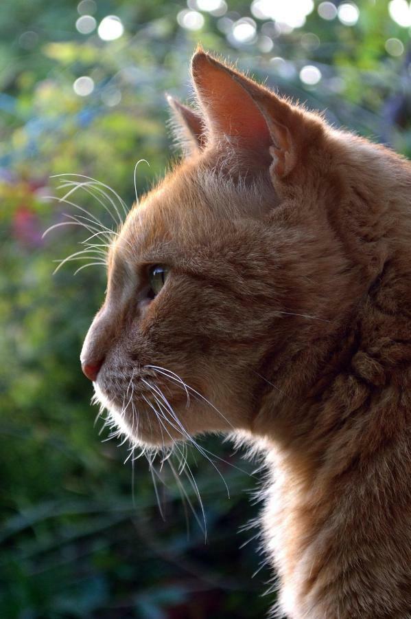 Saint-Pierre-du-Lorouër Le Chaton Rouge المظهر الخارجي الصورة